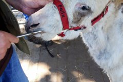 Zahnpflege-Felix